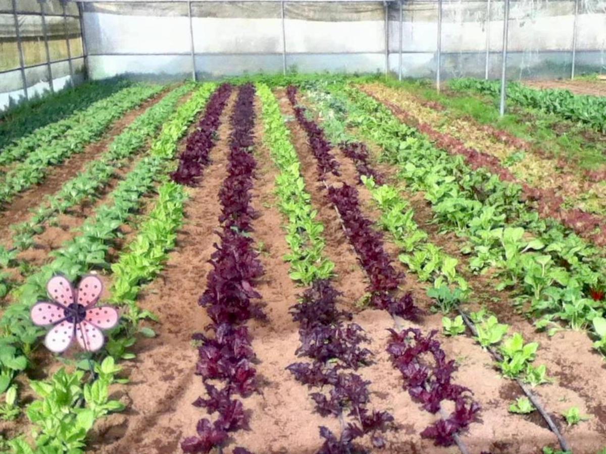 Quinta Dos Sabores Farm Houses Ribeira Grande Exteriör bild